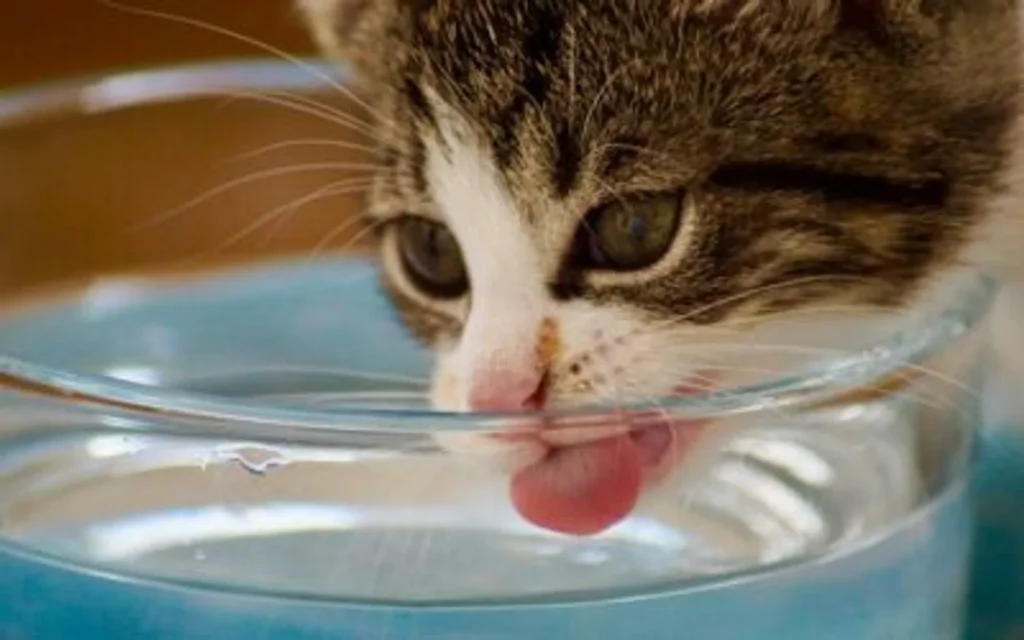Pet Dehydration