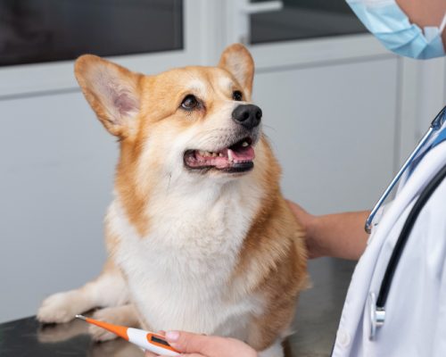 Vaccination