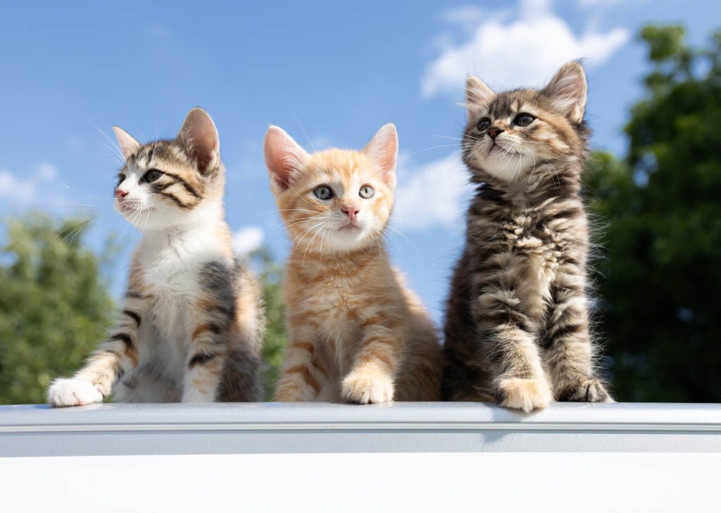 New puppy and kitten owners
