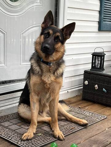 Top Favorite Dog Breeds