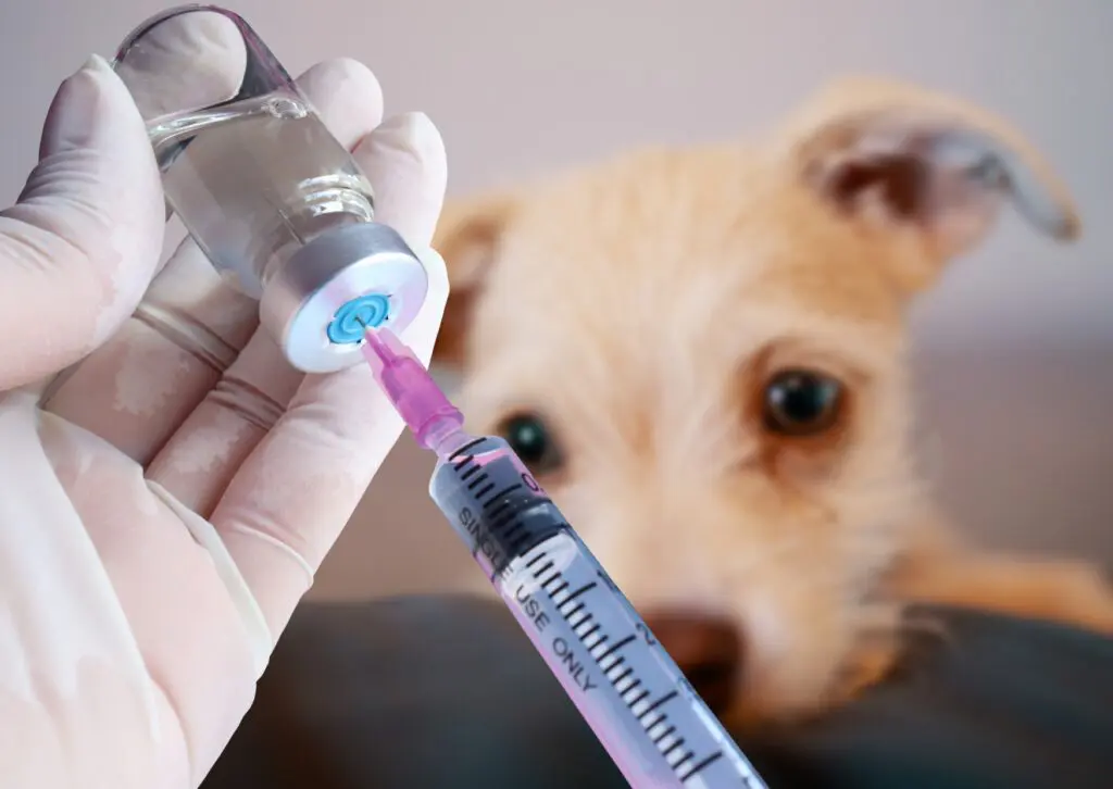 Dog Vaccination