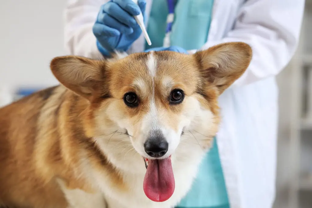 Heartworm Prevention