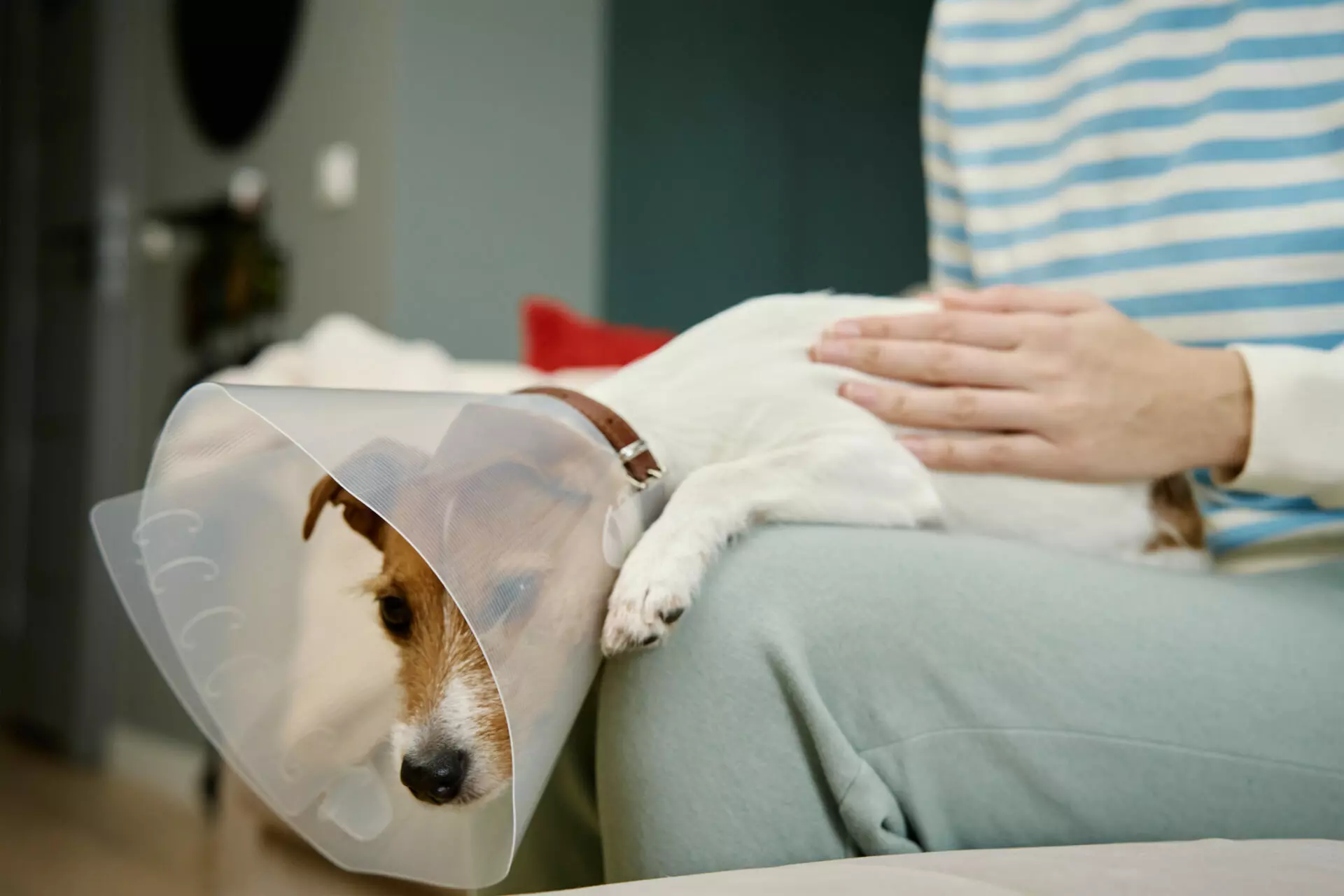 Pet Insurance That Pays The Vet Directly