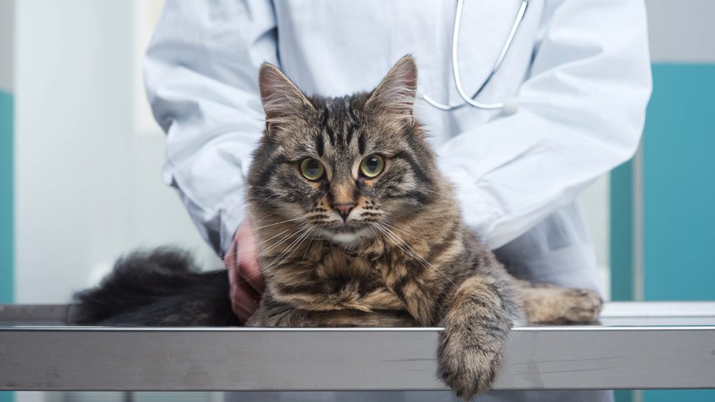 Pet Insurance Statistics