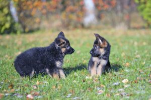New puppy and kitten owners