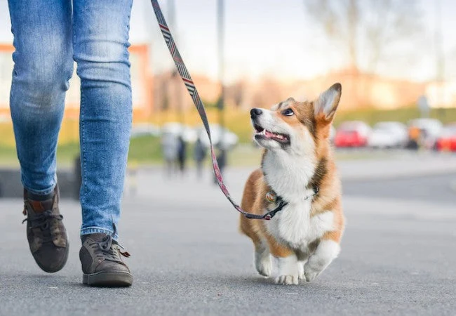 how often should you walk your dog