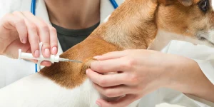 Pet Microchipping
