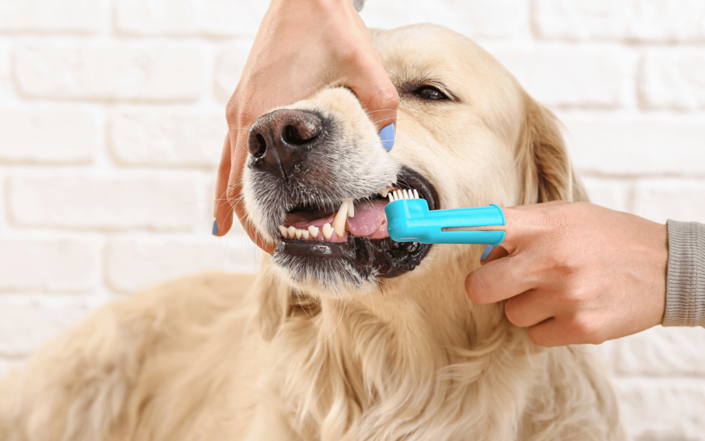 Pet Dental Cleaning