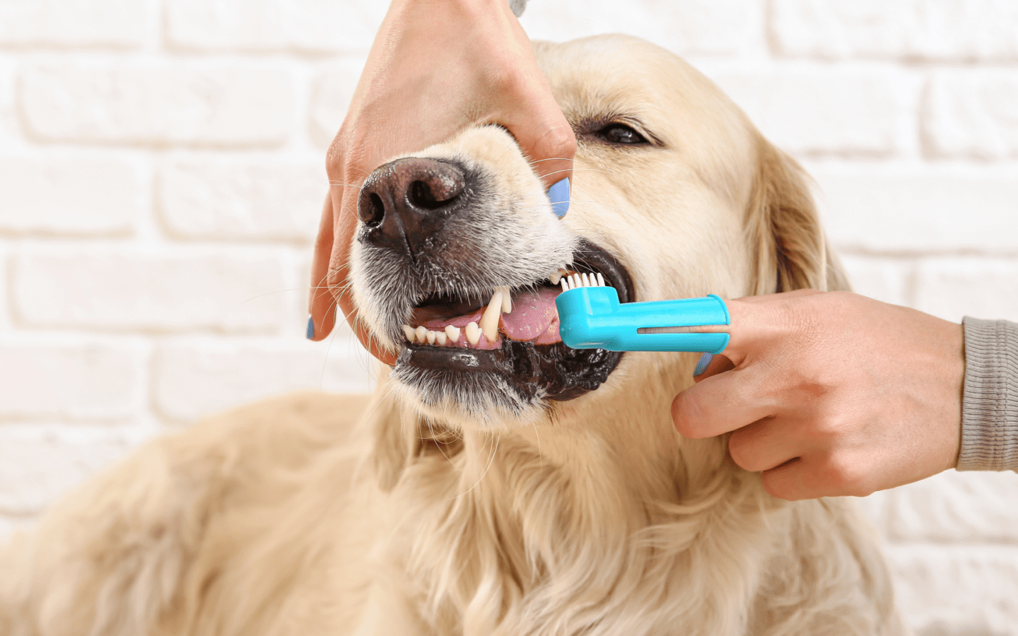 Pet Dental Cleaning