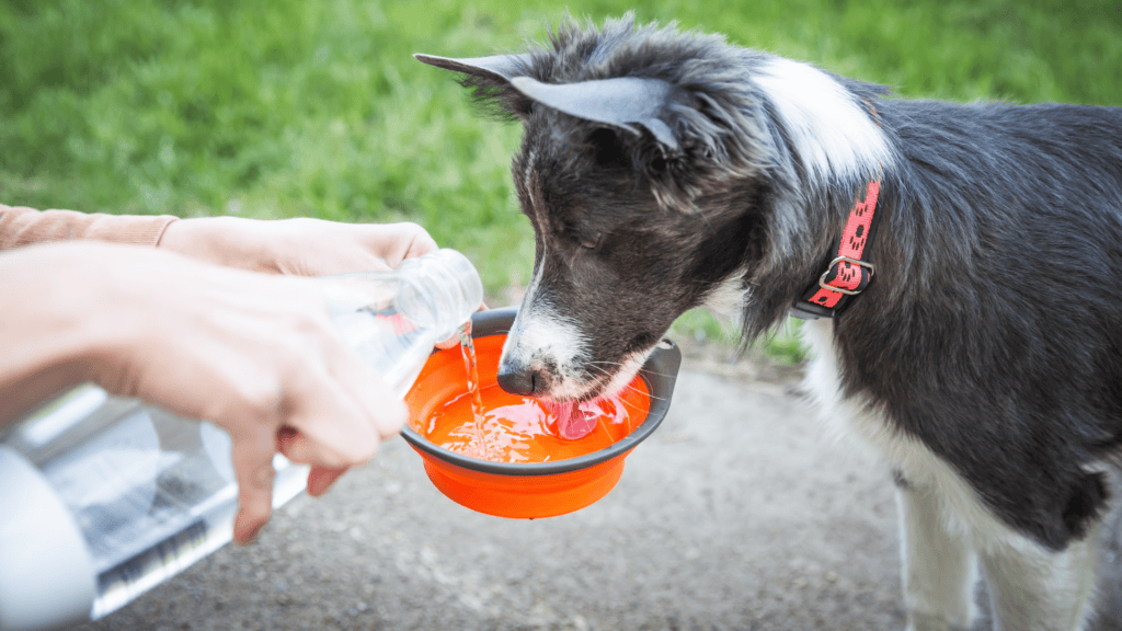 Pet Dehydration