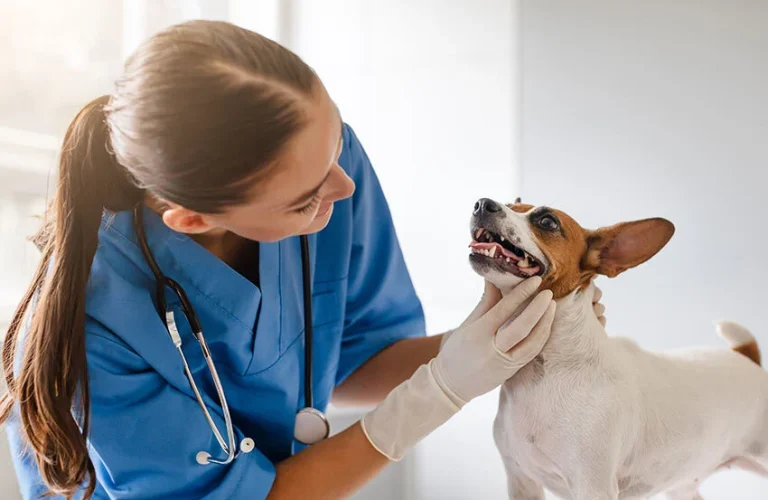 Pet-insurance-dentistry-article-image-850x553px