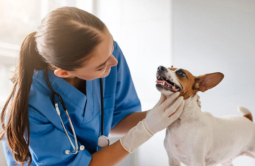 What is Pet Dental Insurance? Is it worth it in 2026?