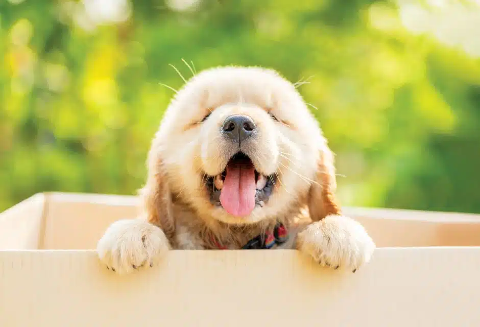 New puppy and kitten owners