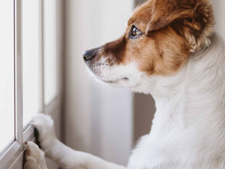 signs of stress in pets