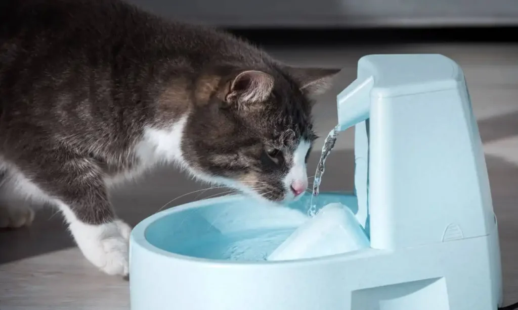 Top Essential Cat Care Tips