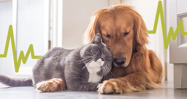 Pet Insurance Statistics
