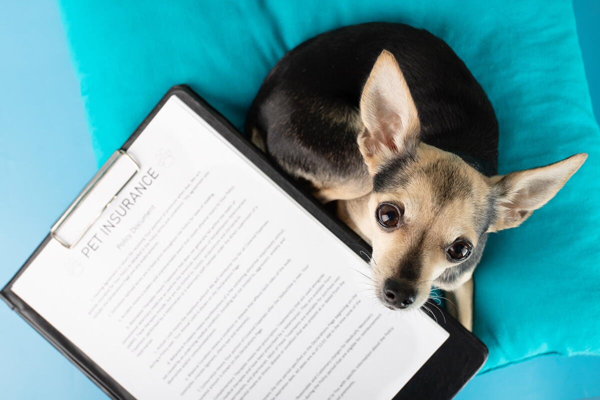 Cost Of Pet Insurance In California