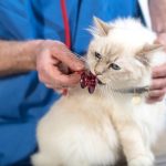 cat+nibbling+stethoscope+during+veterinary+exam-min