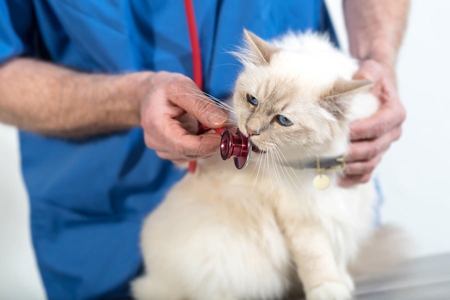 Best Pet Insurance For Cats And Kittens