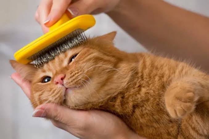 Top Essential Cat Care Tips