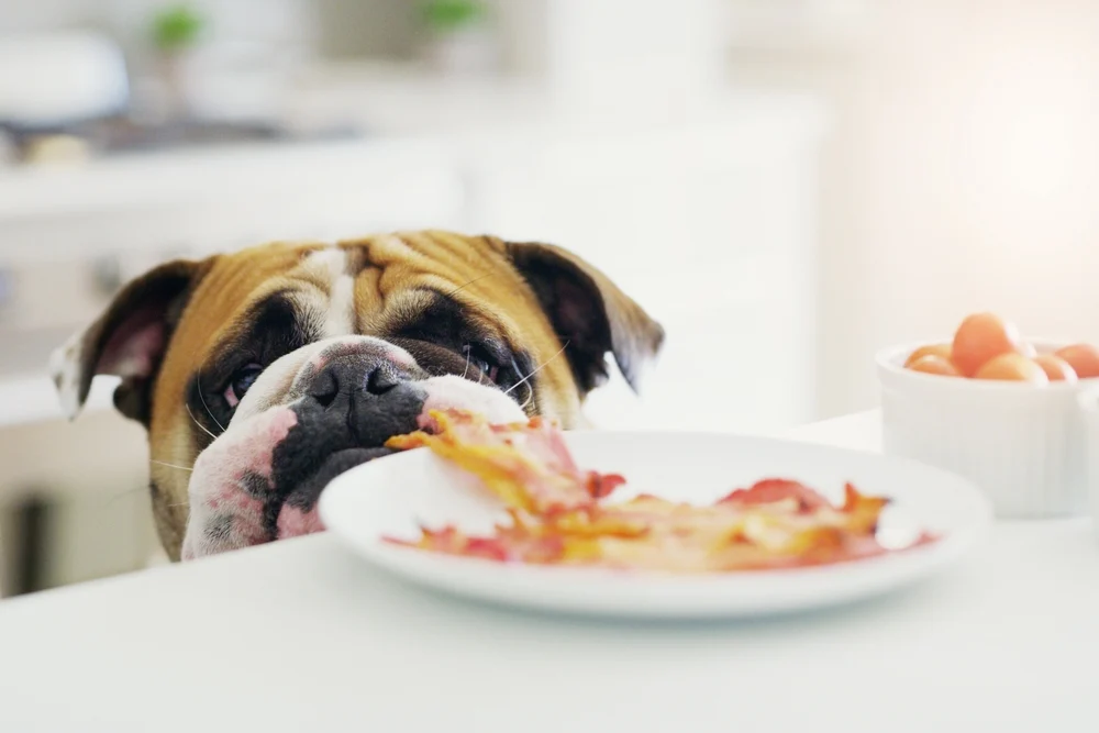foods that are toxic to pets