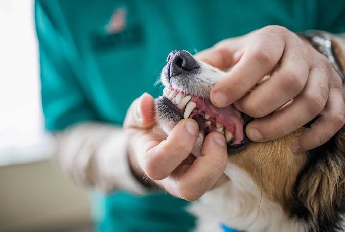 Dental Care