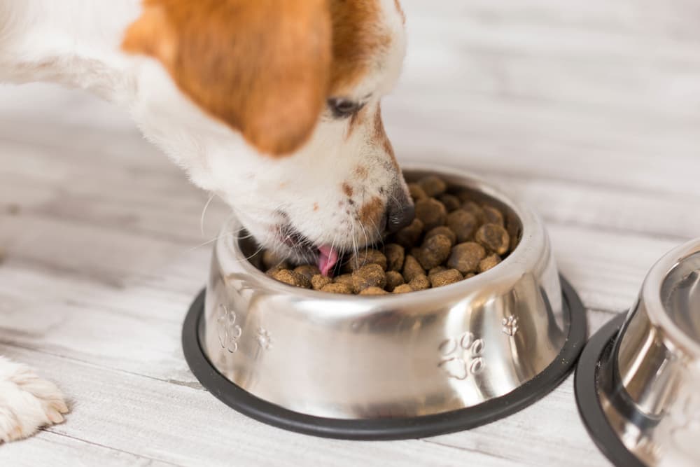wet food vs dry food for pets