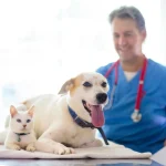 dog_cat_vet_d566579e22