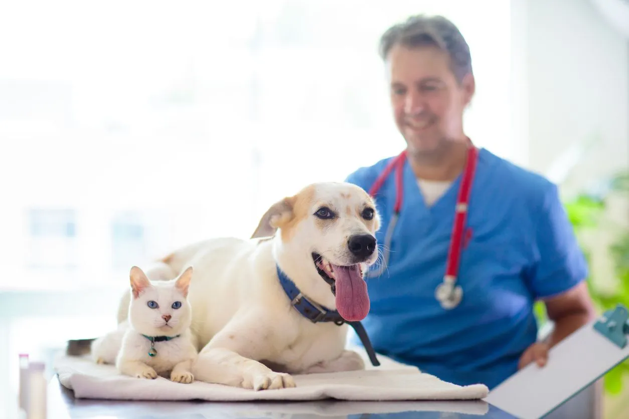 Pet Insurance That Covers Pre-existing Conditions