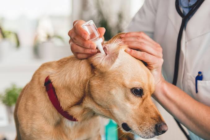 Ear Infections
