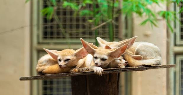 How Exotic Pet Insurance Works