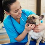 Pet Insurance for French Bulldogs