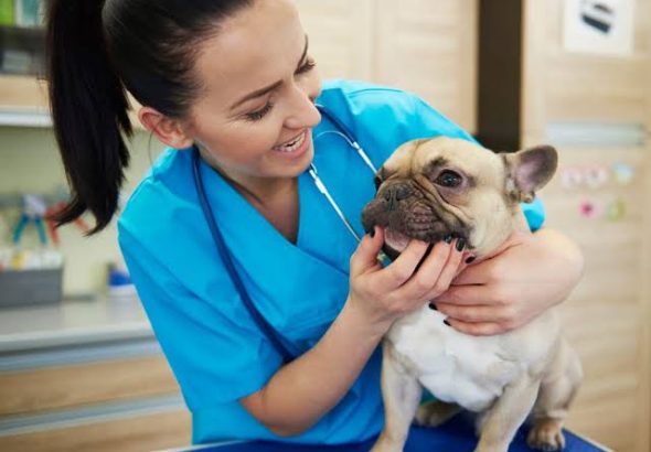 Pet Insurance for French Bulldogs