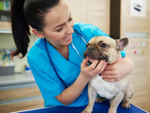 Pet Insurance for French Bulldogs