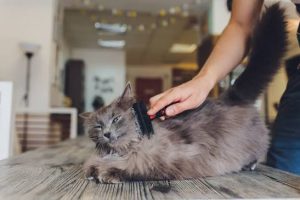 how often should you brush your cat