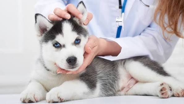 Vaccination