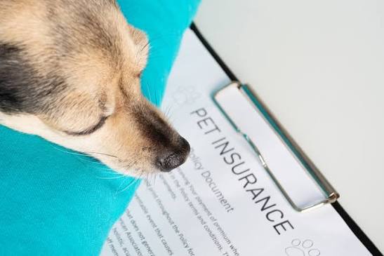 pet insurance benefits
