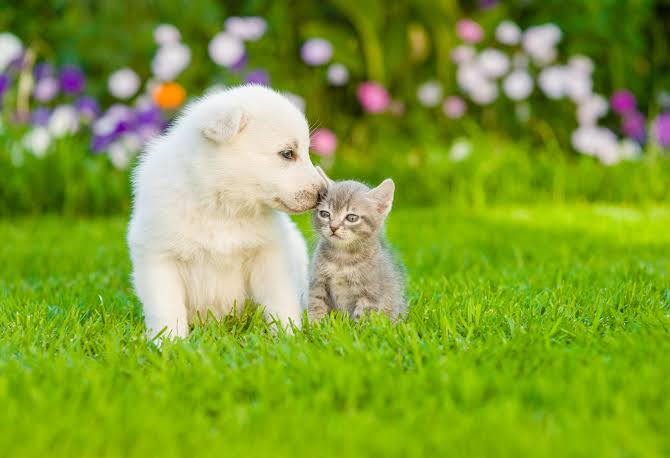 Types of pet insurance