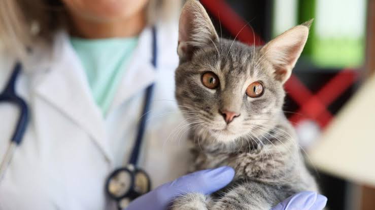 Does Pet Insurance Cover Spaying And Neutering?