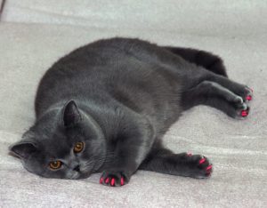 how to tell if your pet is overweight