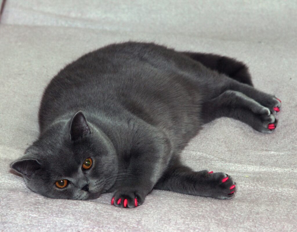 how to tell if your pet is overweight
