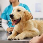 pet-insurance-types