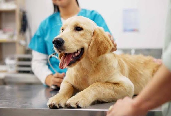 pet-insurance-types
