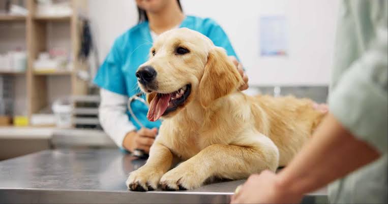 pet-insurance-types