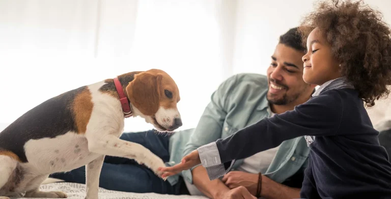 pet insurance benefits