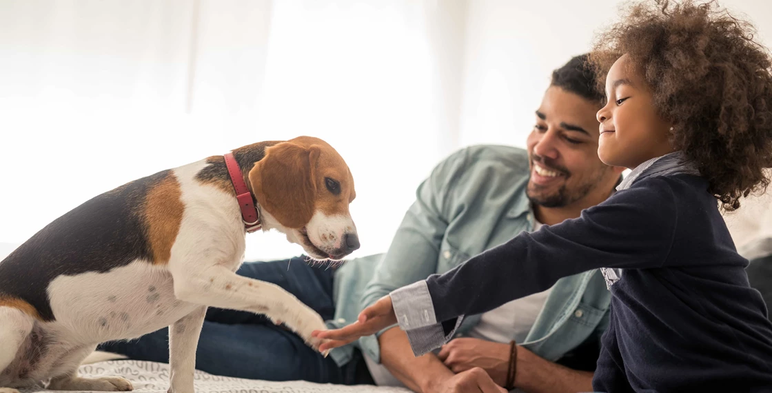 pet insurance benefits