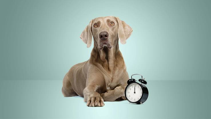 pet insurance waiting period