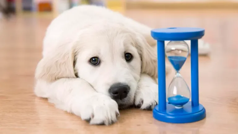 puppy_with_hourglass.jpeg