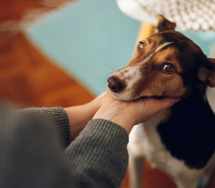 What Is A Pet Insurance Deductible?