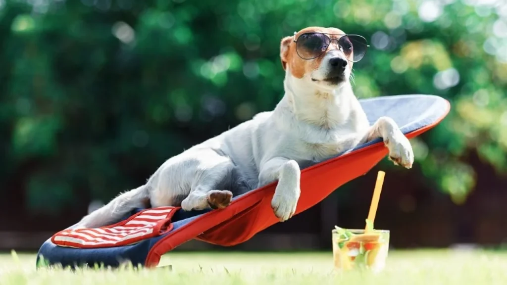 Top States With The Most Spoiled Dogs in 2026